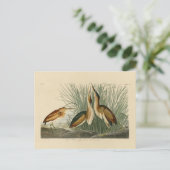 Die wenigsten Bittern von Audubons Vögeln in Ameri Postkarte (Stehend Vorderseite)
