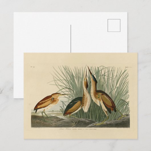 Die wenigsten Bittern von Audubons Vögeln in Ameri Postkarte (Vorne/Hinten)
