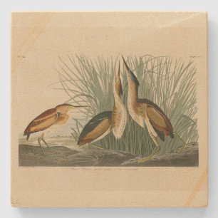 Die wenigsten Bittern von Audubons Vögeln in Ameri Steinuntersetzer