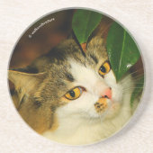 Die Whimsikkatze und die Kamelie Getränkeuntersetzer (Vorne)