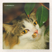 Die Whimsikkatze und die Kamelie Glasuntersetzer (Vorderseite)