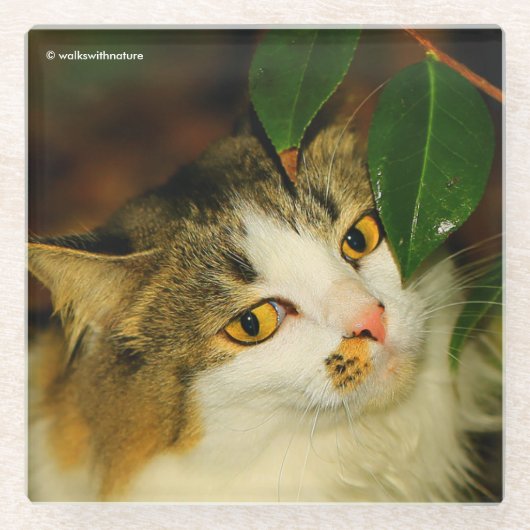 Die Whimsikkatze und die Kamelie Glasuntersetzer (Vorderseite)