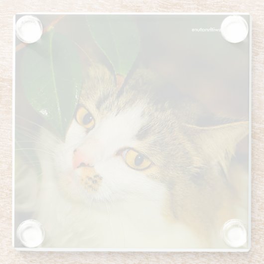 Die Whimsikkatze und die Kamelie Glasuntersetzer (Rückseite)