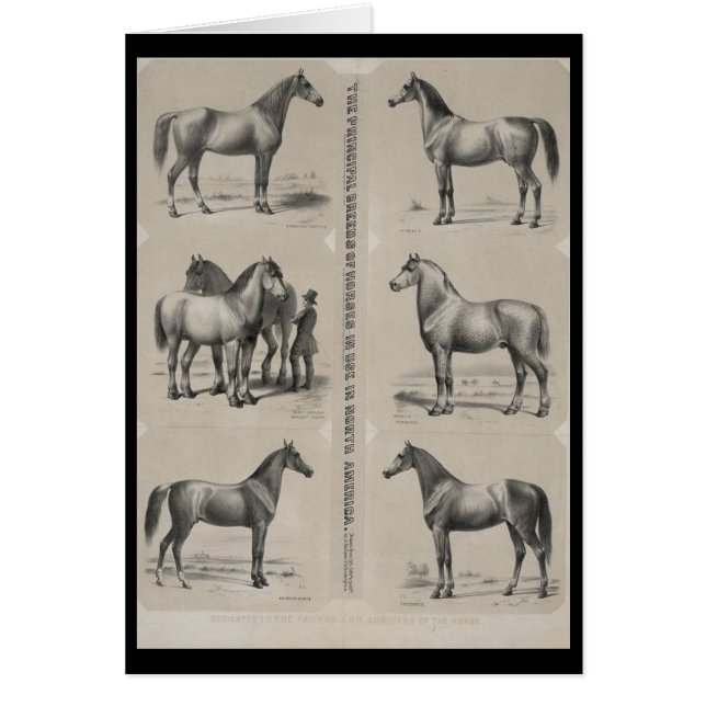 Die wichtigsten Pferderassen (Vorne)