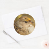 Die Widerstandskraft eines Golden Crown Sparrow Runder Aufkleber (Umschlag)