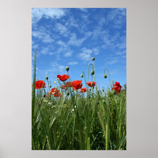 Die Wiese Poster (Vorne)
