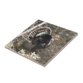 Die wilde Türkei, die für die Damen Strutting ist Fliese (Seite)