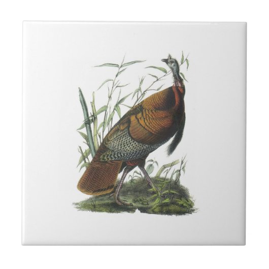 Die wilde Türkei durch Audubon Fliese (Vorderseite)