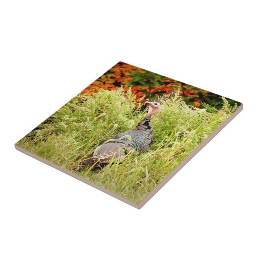 Die wilde Türkei im Herbst im großen Gras Fliese (Seite)