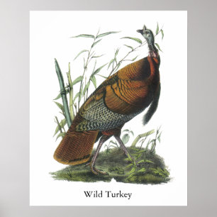 Die wilde Türkei, John Audubon Poster