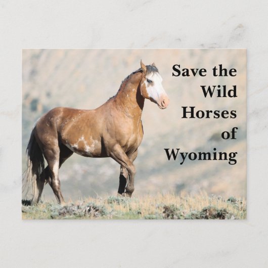 Die wilden Pferde der Wyoming-Postkarte gerettet Postkarte (Vorderseite)