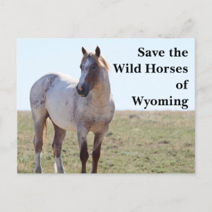 Die wilden Pferde der Wyoming-Postkarte gerettet Postkarte
