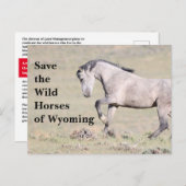 Die wilden Pferde der Wyoming-Postkarte gerettet Postkarte (Vorne/Hinten)