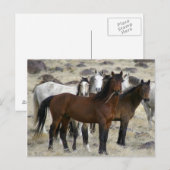 Die wilden postkarte (Vorne/Hinten)