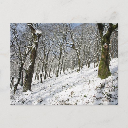 Die Winterkarte Macclesfield Forest Postkarte (Vorderseite)