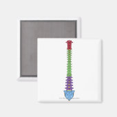 Die Wirbelsäule 2 Magnet (Vorderseite/Rückseite)