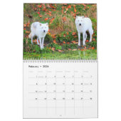 Die Wölfe Kanadas (Kalender) Kalender (Feb 2026)