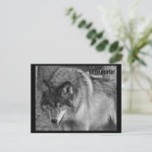 Die Wölfe von Minnesota! Postkarte (Stehend Vorderseite)