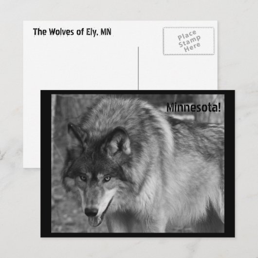 Die Wölfe von Minnesota! Postkarte (Vorne/Hinten)
