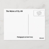 Die Wölfe von Minnesota! Postkarte (Rückseite)