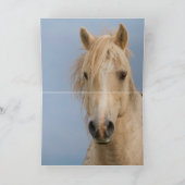 Die Wolke steigt auf die Grusskarte des Wilden Pfe Karte (Innenseite)