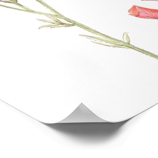 Die Wunder der Mutter Natur Poster (Ecke)