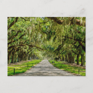 Die wunderschöne Avenue of Oaks Postcard Postkarte