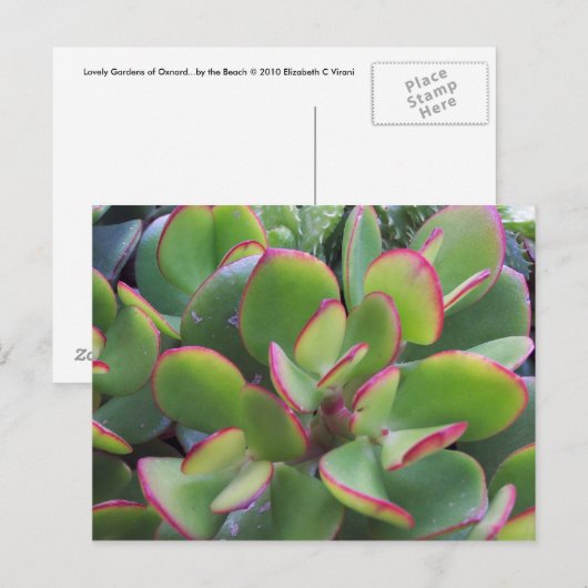 Die wunderschönen Gärten von Oxnard am Strand.. Postkarte (Vorne/Hinten)