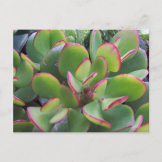 Die wunderschönen Gärten von Oxnard am Strand.. Postkarte