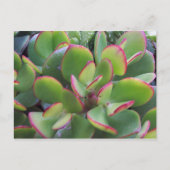 Die wunderschönen Gärten von Oxnard am Strand.. Postkarte (Vorderseite)