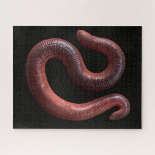 Die Wurmsammlung Puzzle