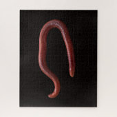 Die Wurmsammlung Puzzle (Vertikal)