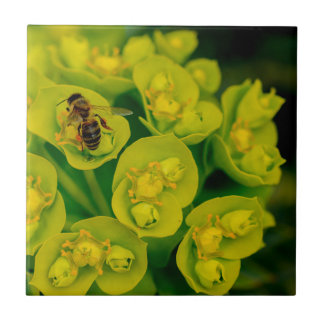 Die Wüsten-Gopher-Pflanze Fliese