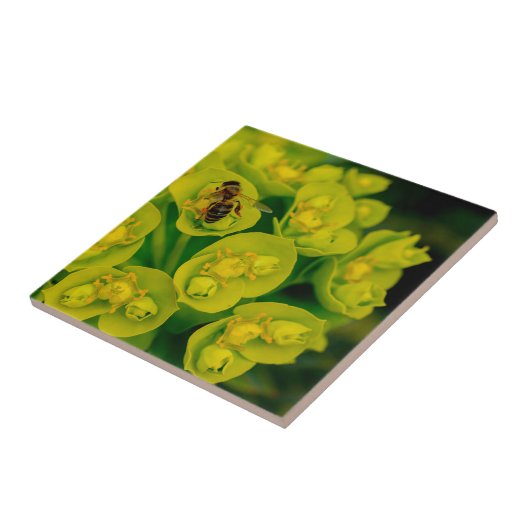 Die Wüsten-Gopher-Pflanze Fliese (Seite)