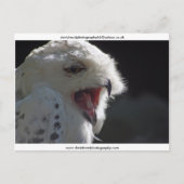 Die Yawn Postkarte (Vorderseite)