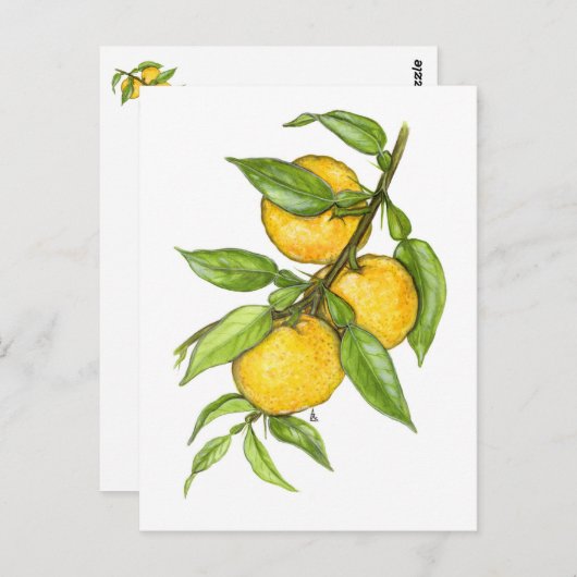 Die Yuzu-Sammlung Postkarte (Vorne/Hinten)