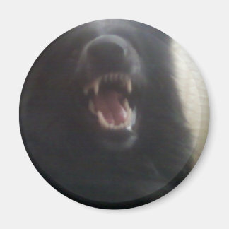 Die Zähne der belgischen Hirte alias "Der Schwarze Magnet
