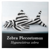 Die Zebra Plecostomus Fisch-Fliese Fliese (Vorderseite)