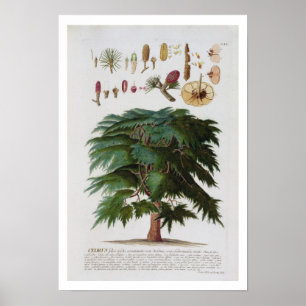 Die Zeder, graviert von Johann Jakob Haid Poster