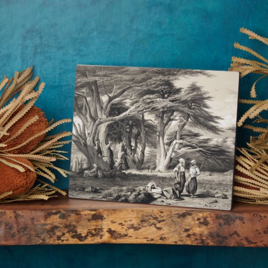 Die Zedern des Libanon, eingraviert von Freeman (s Fotoplatte (Seite)