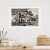 Die Zedern des Libanon, eingraviert von Freeman (s Poster (Küche)