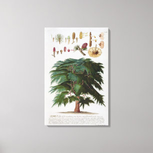 Die Zederngrabungen von Johann Jakob Haid (1704-67 Leinwanddruck