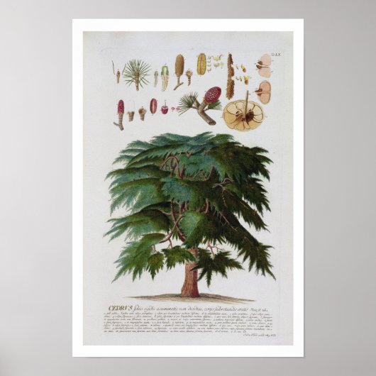 Die Zederngrabungen von Johann Jakob Haid (1704-67 Poster (Vorne)