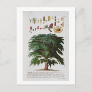 Die Zederngrabungen von Johann Jakob Haid (1704-67 Postkarte