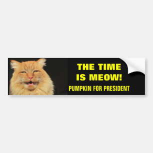 Die Zeit ist Meow! Kürbis für Präsidenten Autoaufkleber