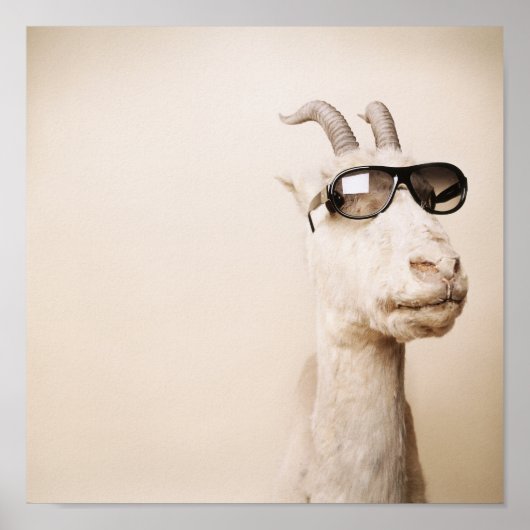 Die Ziege Poster (Vorne)