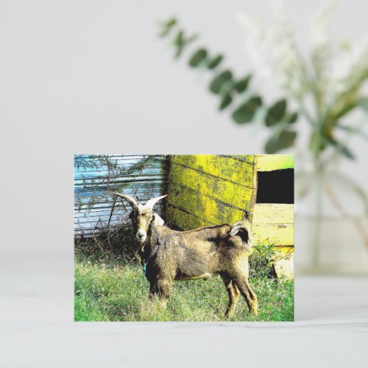 Die Ziege Postkarte (Stehend Vorderseite)