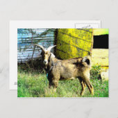 Die Ziege Postkarte (Vorne/Hinten)