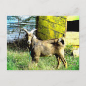 Die Ziege Postkarte (Vorderseite)