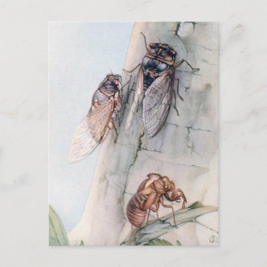 DIE ZIKADE 2 POSTKARTE (Vorderseite)
